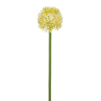 CTW Home Collection Sun Ball Pick - Box of 4