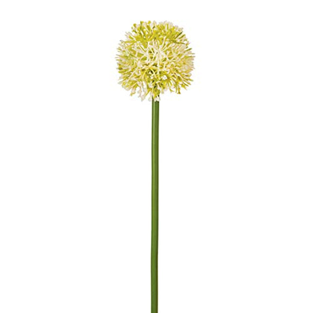 CTW Home Collection Sun Ball Pick - Box of 4